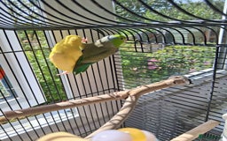 Mixed Breed birds for sale: Two Parrotlets and cage - Image 3