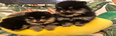 Pomeranian Puppy 2