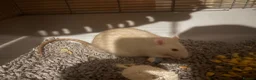 Rat rodents for sale: Male rats Keith( gray and white) Kevin  in Leicester - Advert 2