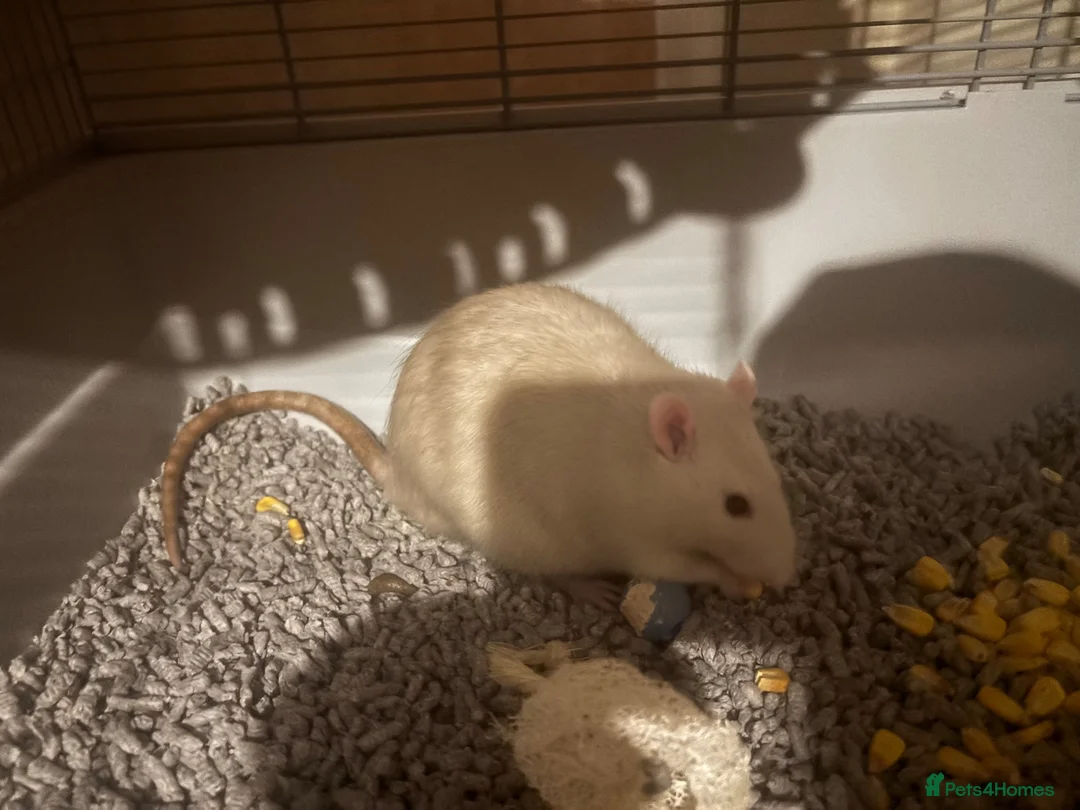 Rat rodents for sale: Male rats Keith( gray and white) Kevin  in Leicester - Advert 2