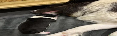 Border Collie 1