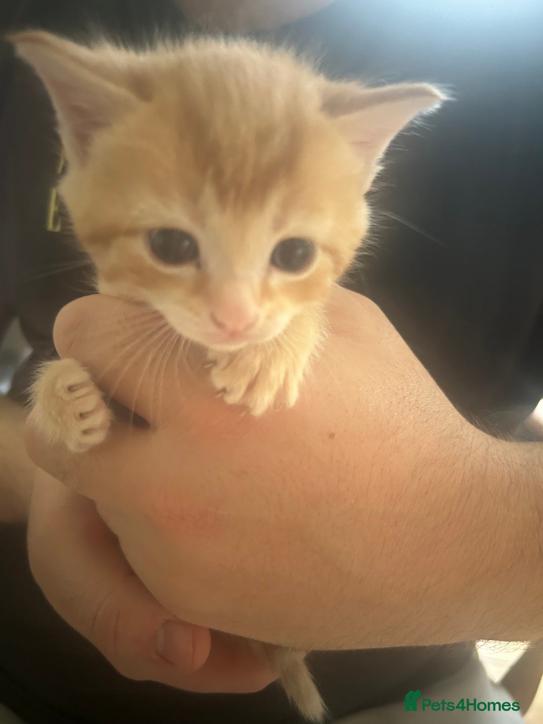 Mixed Breed cats for sale: 9 beautiful kittens  - Image 8