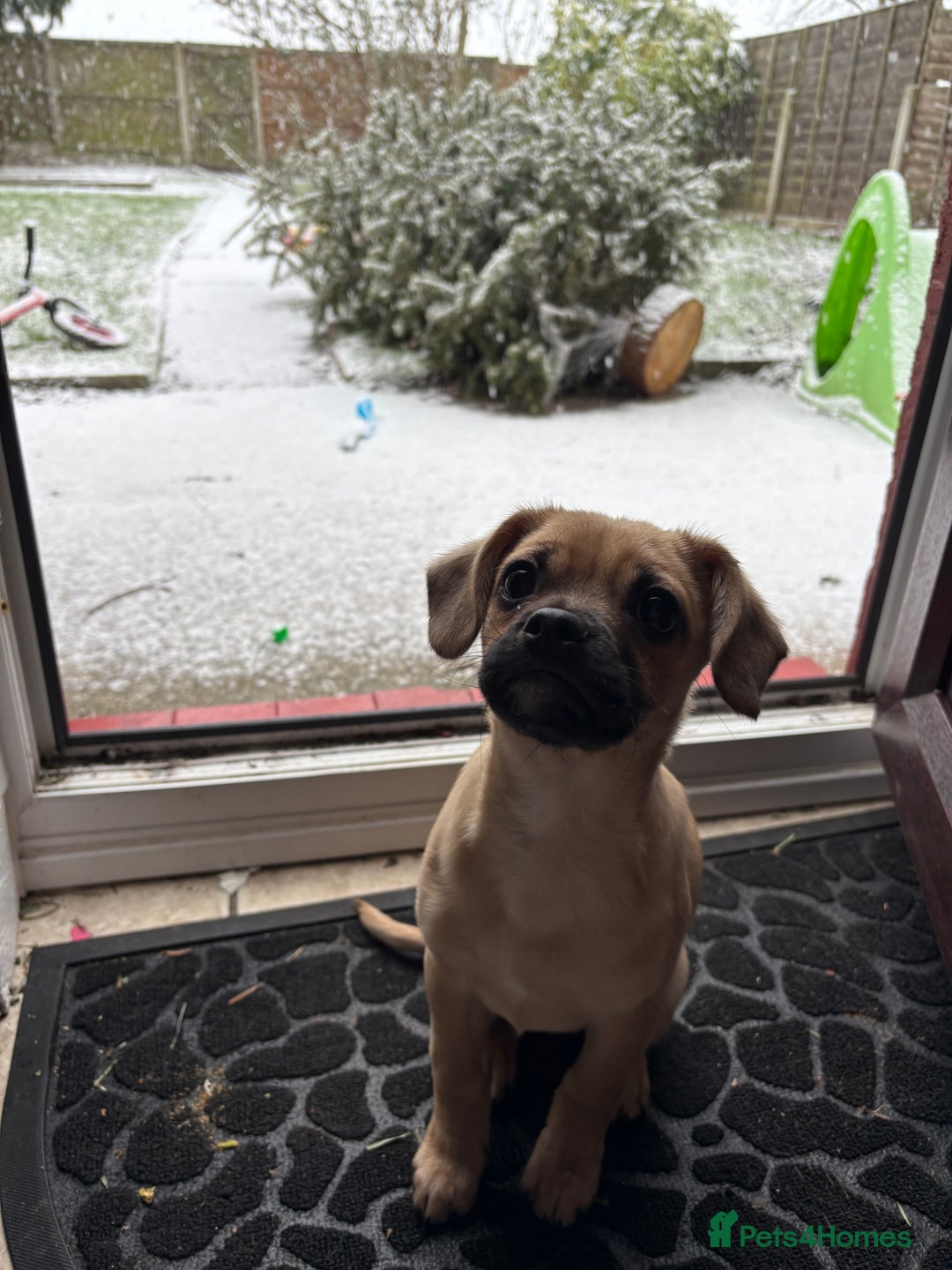 Mixed Breed dogs for sale: Cavapooxfrug  - Advert 2