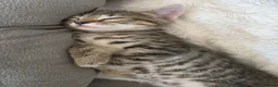 Mixed Breed cats for sale: 3 stunning boy kittens  - Advert 3