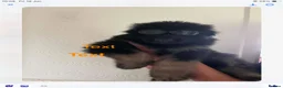German Shepherd dogs for sale: Big beautiful German shepherd pups - Advert 6