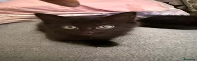Domestic Shorthair 1