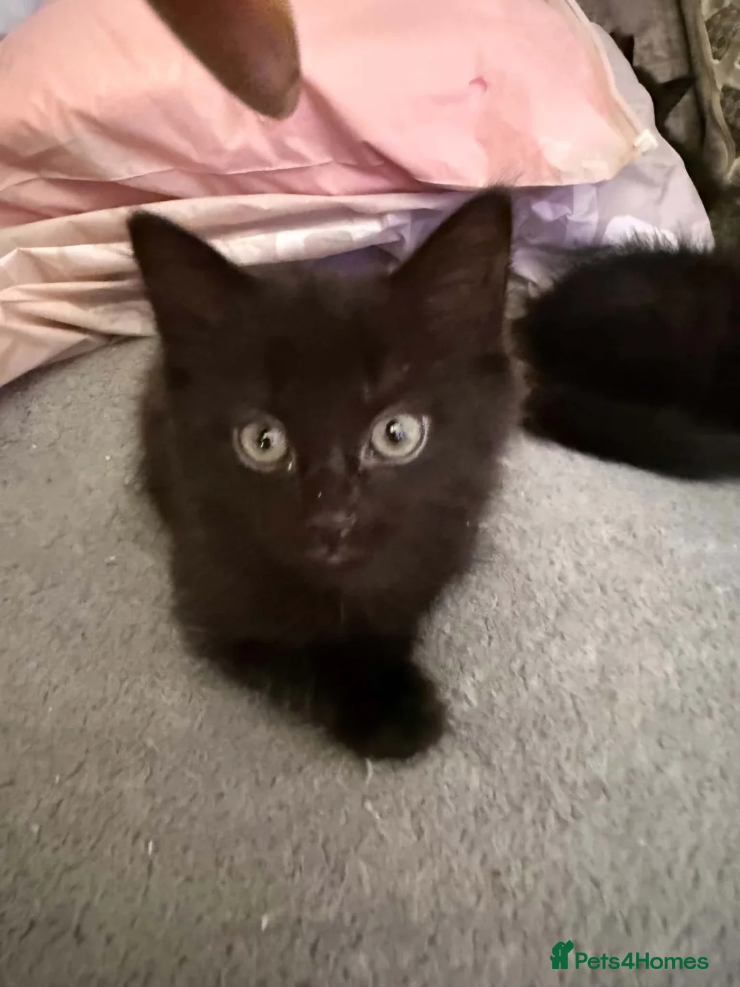 Domestic Shorthair cats for sale: Domestic tabby kittens  in Mexborough - Advert 8