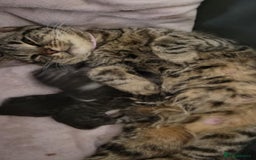 British Shorthair cats for sale: British Short-hair kittens - Image 3