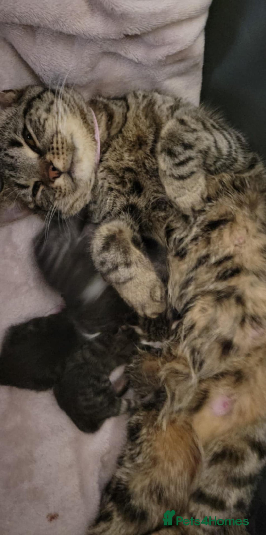 British Shorthair cats for sale: British Short-hair kittens - Image 3