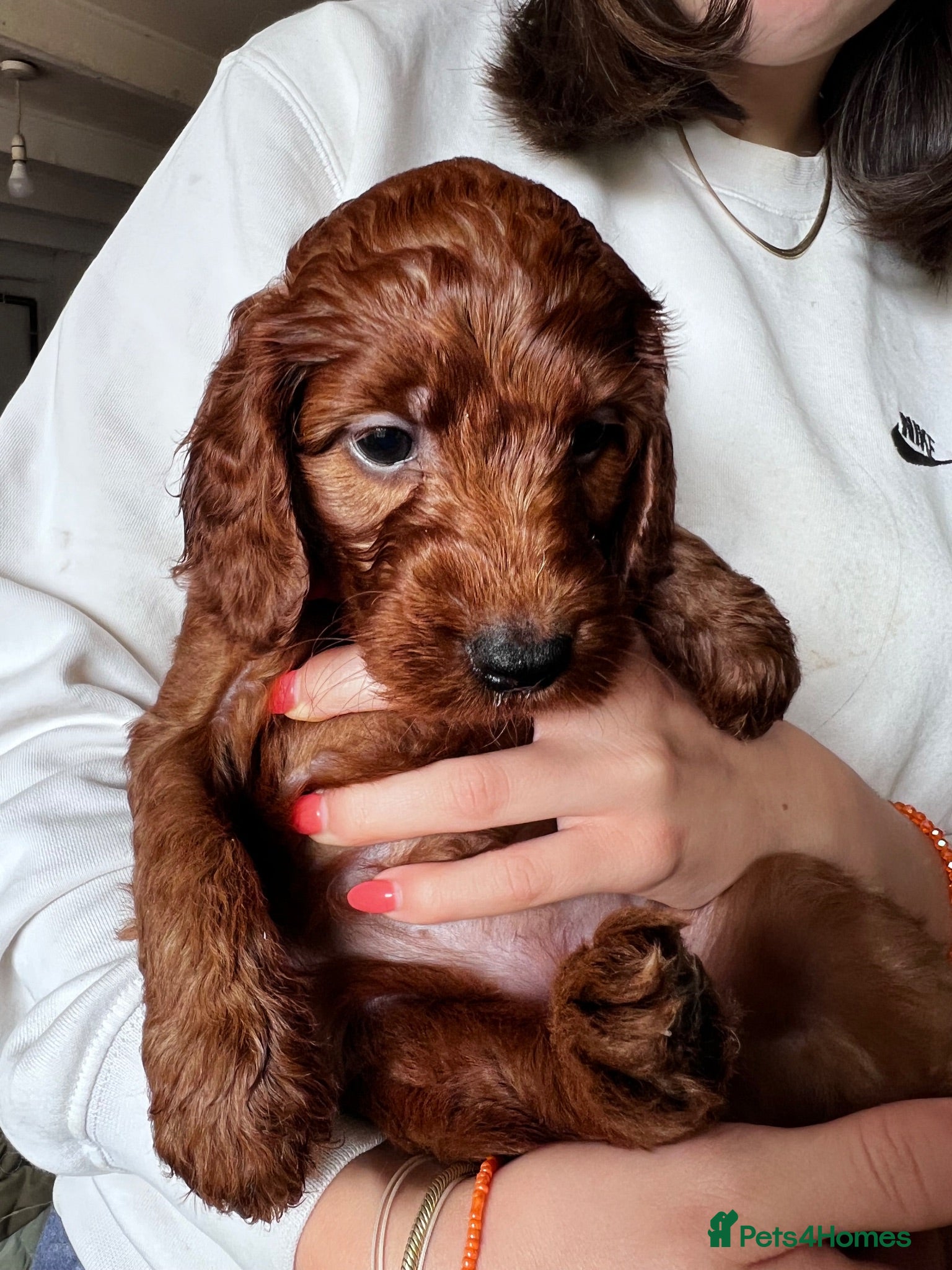 Irish Doodle dogs Doodles Miniature Poodle cross Irish Red Setter,  - Advert 2
