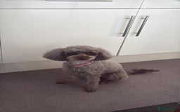 Toy Poodle dogs for sale: Toy poodles  - Advert 4