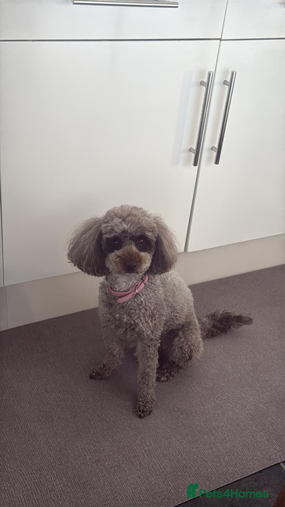 Toy Poodle dogs for sale: Toy poodles  - Advert 4