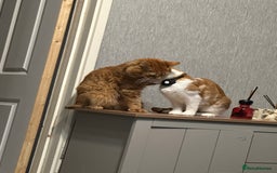 Maine Coon cats for sale: Ginger tiger striped fluffy maincoon mix.  - Image 10