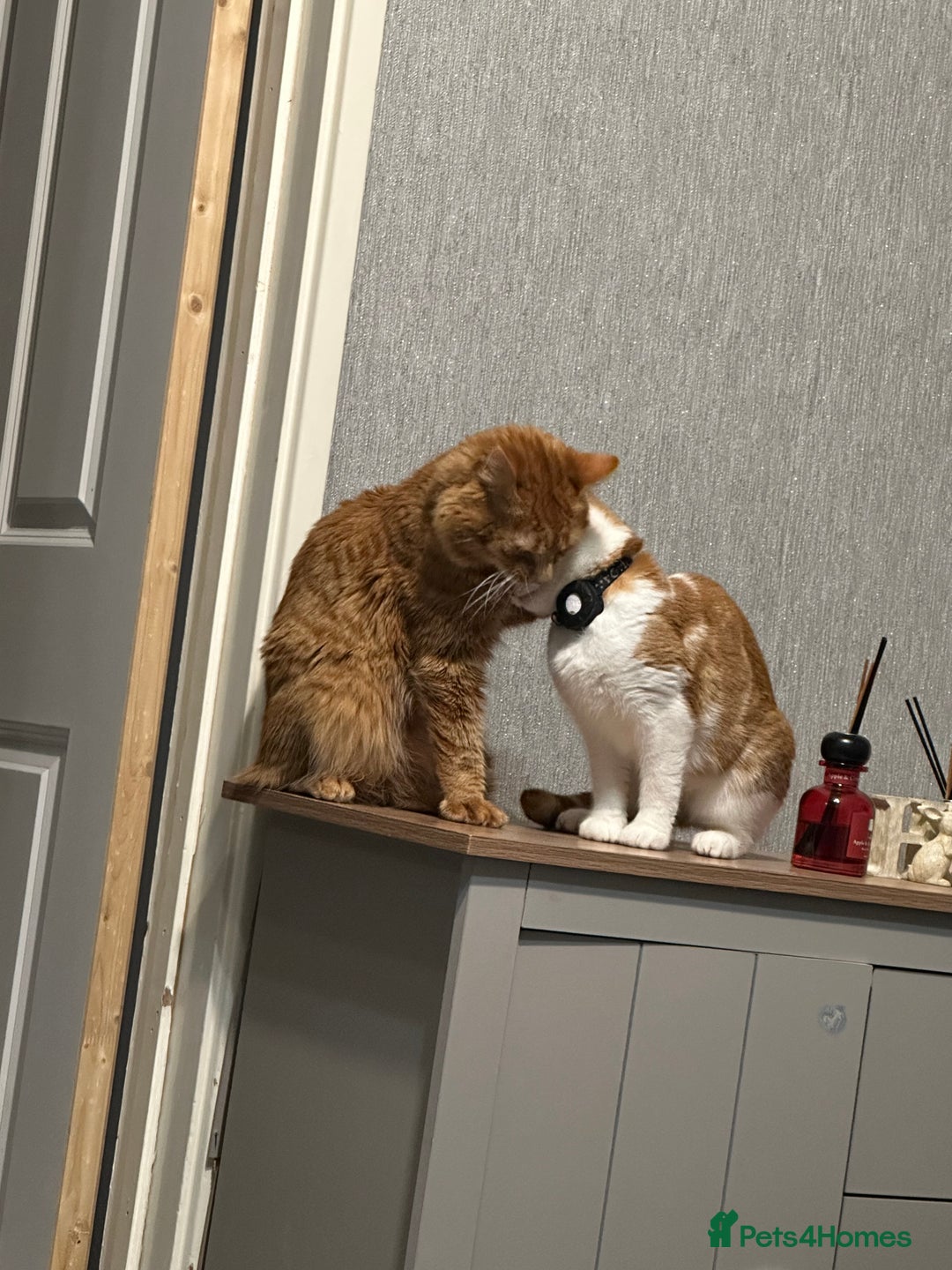 Maine Coon cats for sale: Ginger tiger striped fluffy maincoon mix.  - Image 10