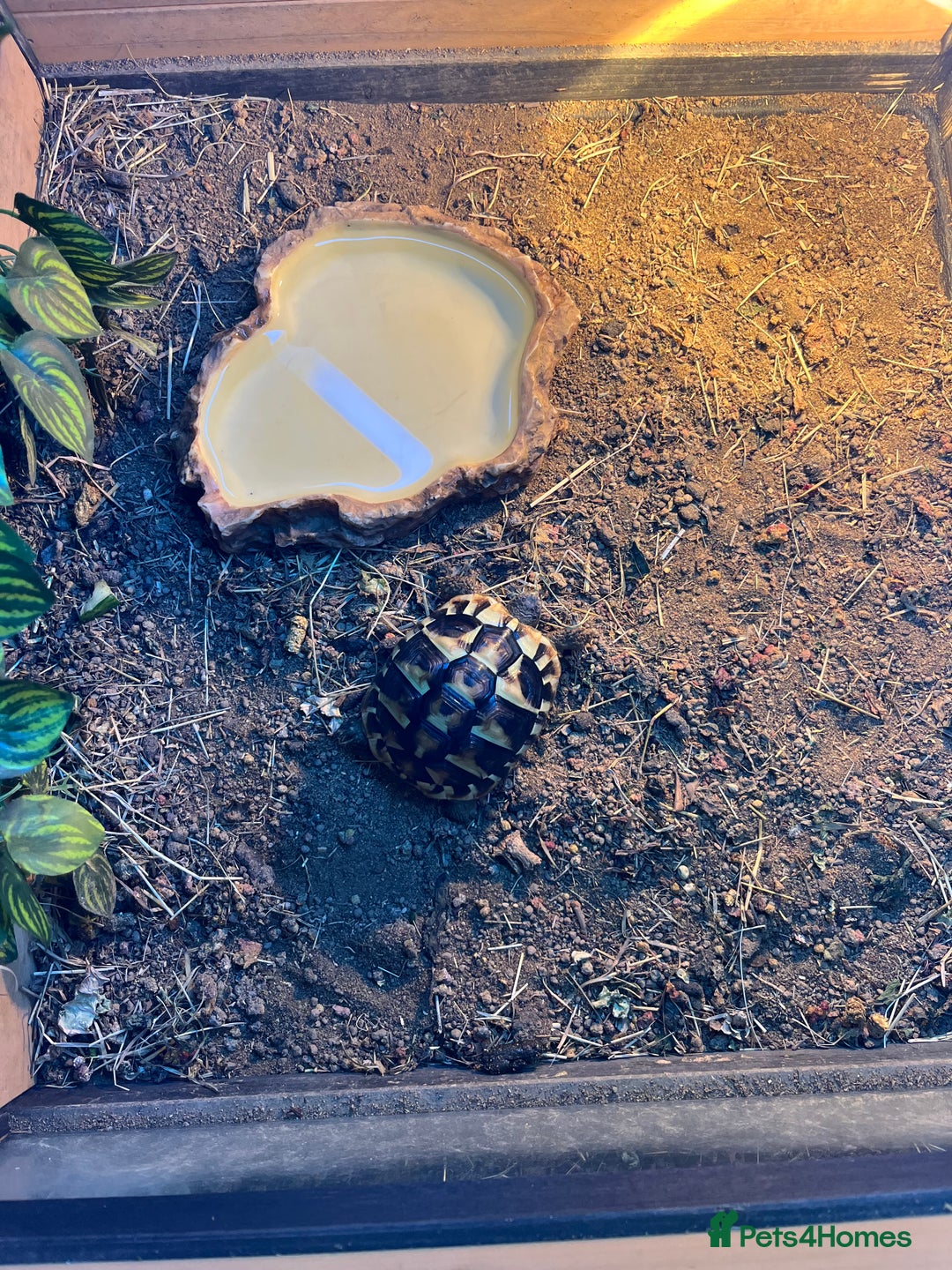 Hermann Tortoise reptiles for sale: Herman’s tortoise - Advert 1