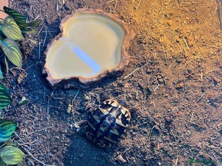 Hermann Tortoise reptiles Herman’s tortoise - Advert 1