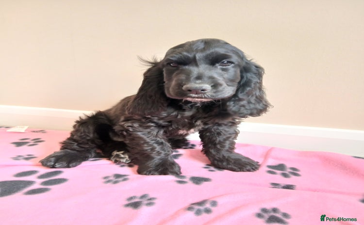 Cocker Spaniel dogs - Advert 5