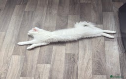 Persian cats for sale: Fluffy indoor kittens-Persian&Main Coon cross  - Image 22