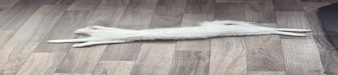 Persian Kitten 1 