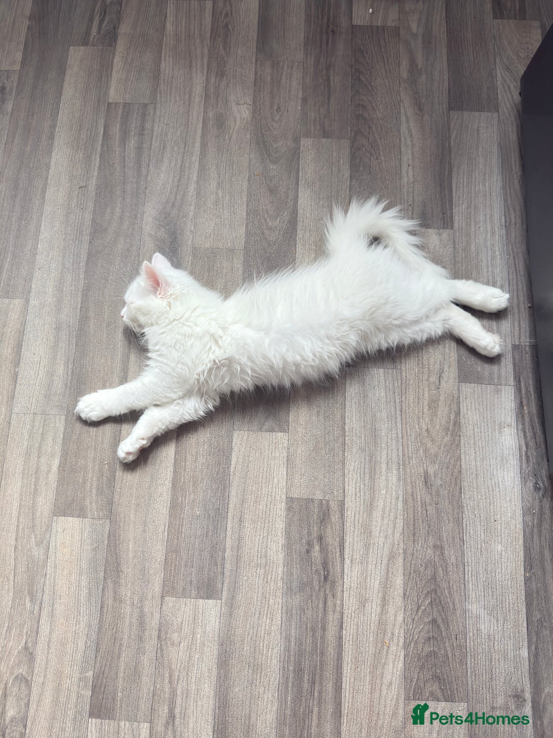 Persian cats for sale: Fluffy indoor kittens-Persian&Main Coon cross  - Image 22