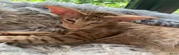 Oriental cats for sale: Cinnamon spotty - Advert 4