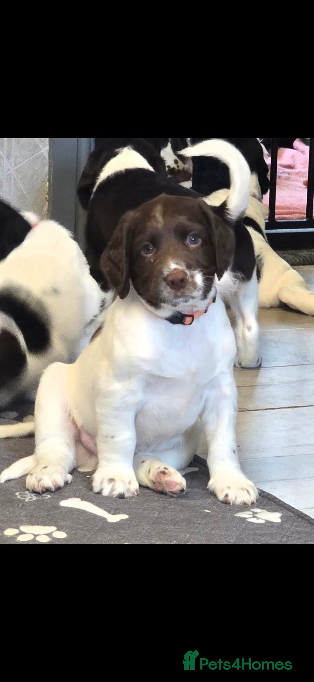 English Springer Spaniel dogs Health Tested KS English Springer Spaniel puppies  - Advert 1