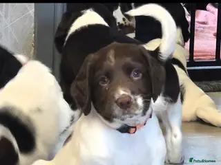 English Springer Spaniel dogs Health Tested KS English Springer Spaniel puppies - Advert 13