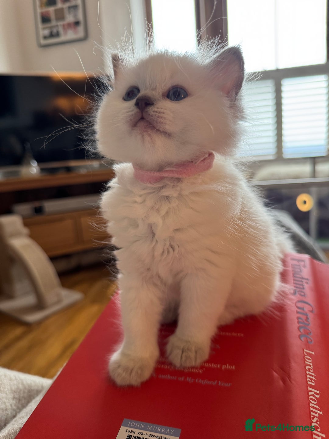 RagaMuffin cats for sale: Beautiful Ragamuffin Kittens - BSH/Ragdoll Cross - Advert 18