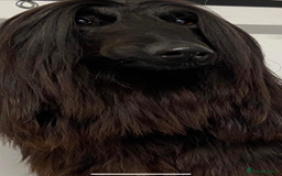 Afghan Hound dogs for sale: Black and cream male Afghan hound - Image 3