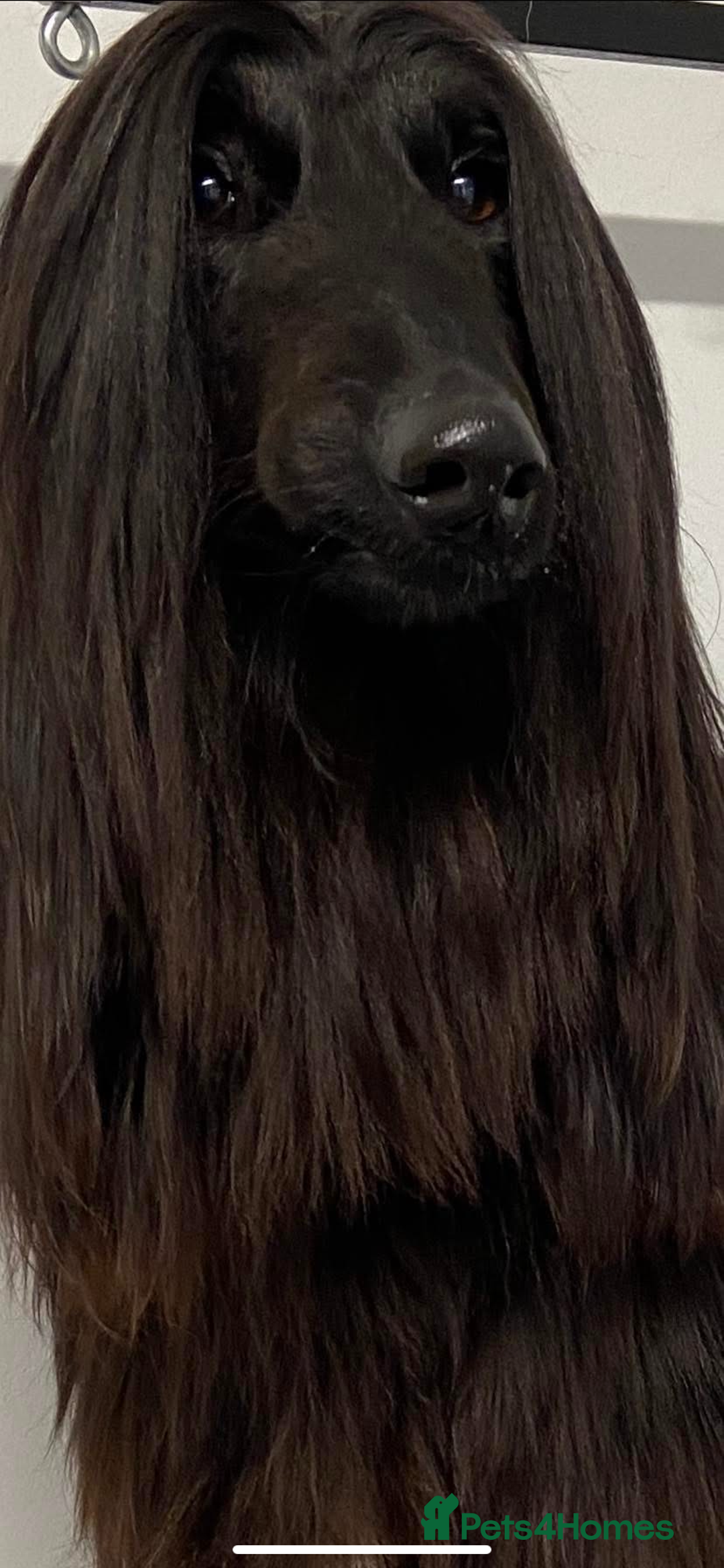 Afghan Hound dogs for sale: Black and cream male Afghan hound - Image 3