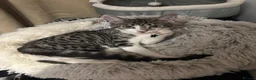 Bengal cats for sale: Beautiful Bengal cross kittens  - Advert 2