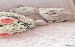 Scottish Fold cats for sale: Stunning TICA Registered Babies in Bolton - Image 26