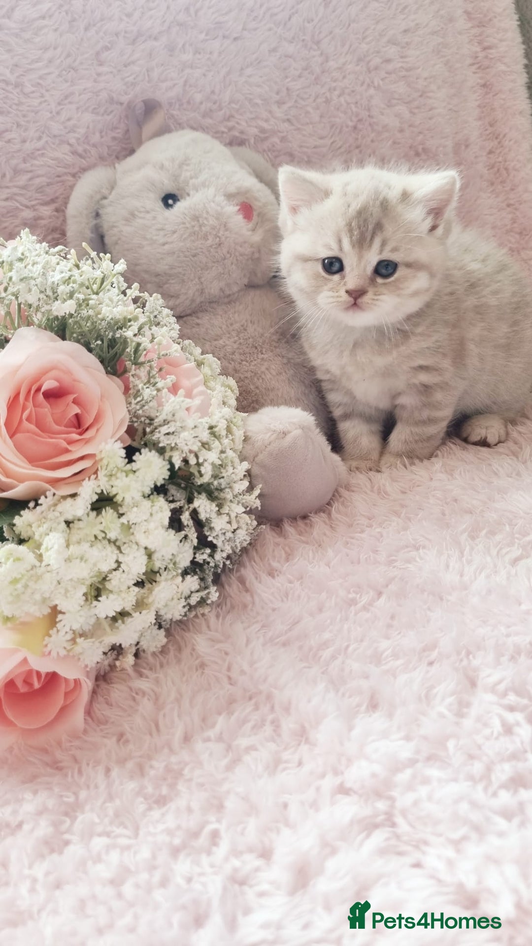 Scottish Fold cats for sale: Stunning TICA Registered Babies in Bolton - Image 26