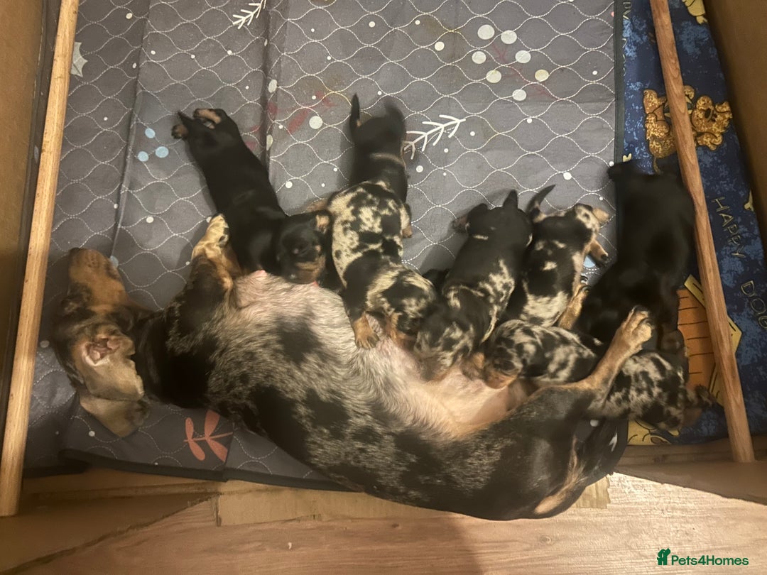 Miniature Dachshund dogs for sale: miniature dash hounds - Advert 2
