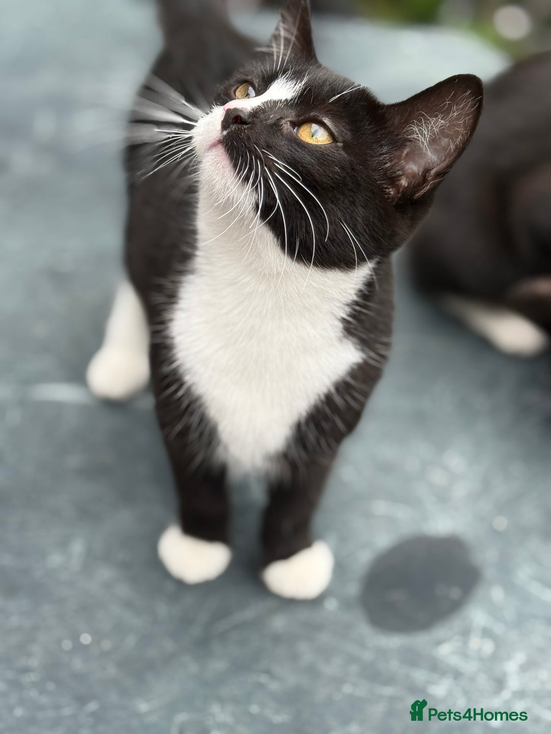 Mixed Breed cats for sale: black and white kittens - Image 5