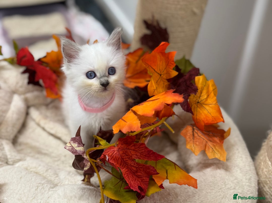 Ragdoll cats for sale: Adorable Ragdoll Kittens - GCCF registered - Image 16