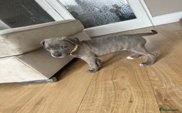 Mixed Breed dogs for sale: Staff x cane corso merle and grey pups for sale  - Image 6