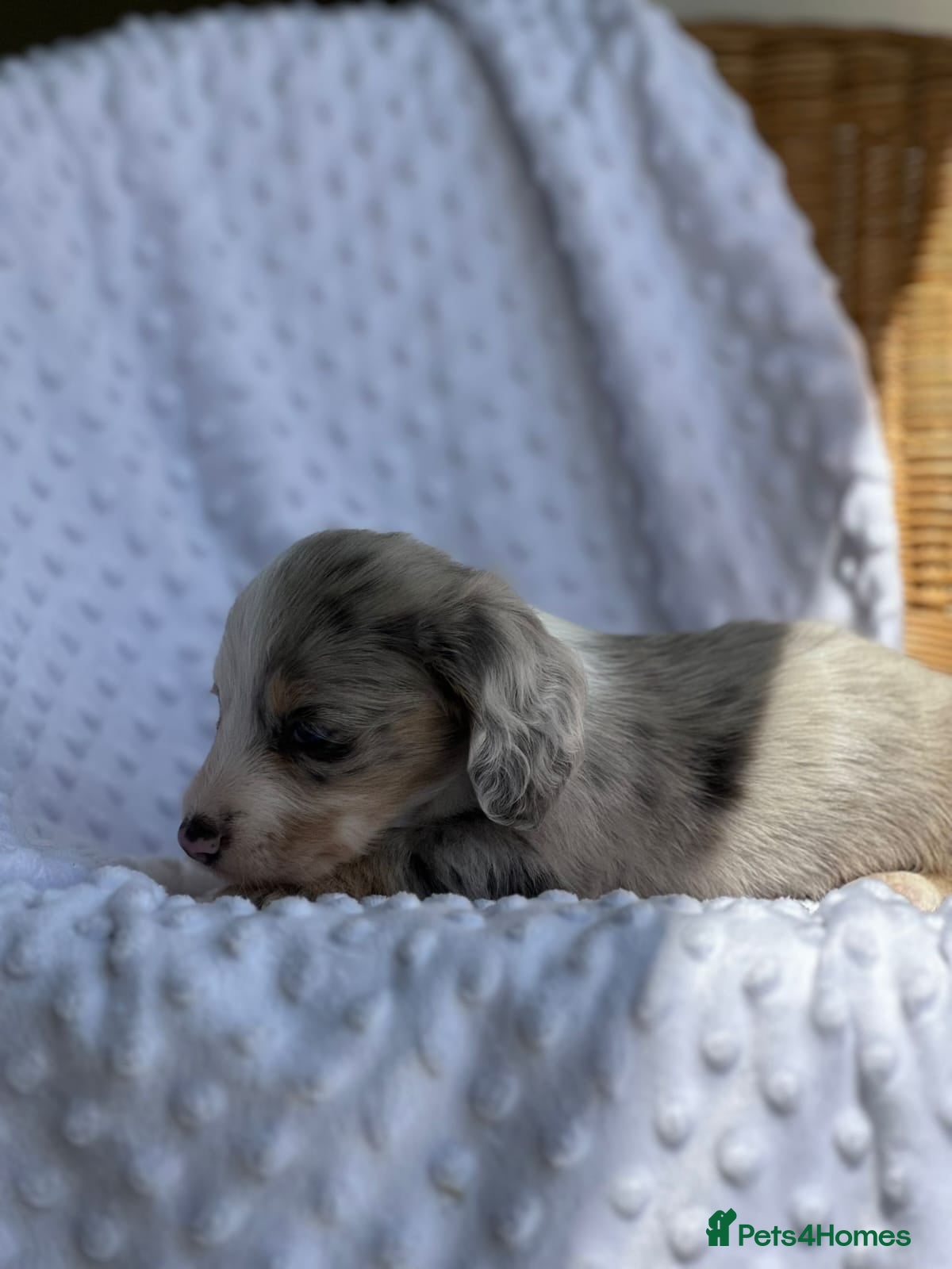 Miniature Dachshund dogs for sale: Beautiful Daches  - Advert 9