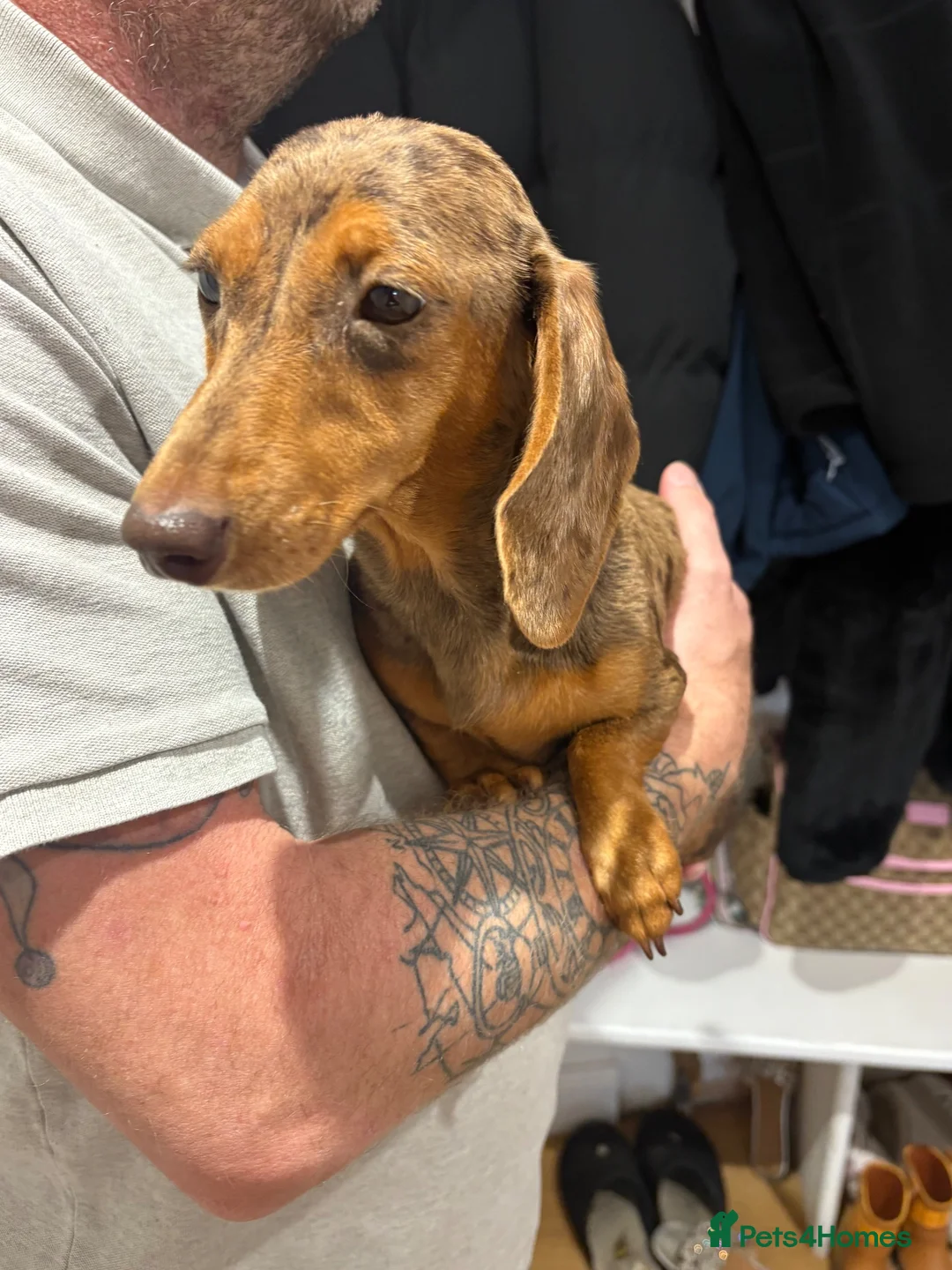 Miniature Dachshund dogs for sale: Beautiful girl looking for home - Advert 1
