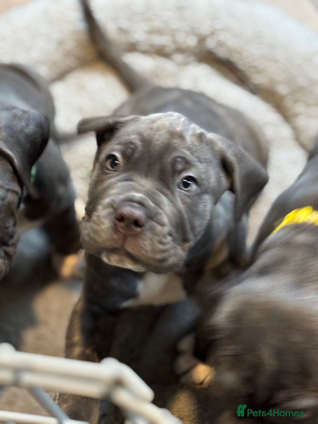 Mixed Breed dogs for sale: Hybrid mastiffs - Advert 7