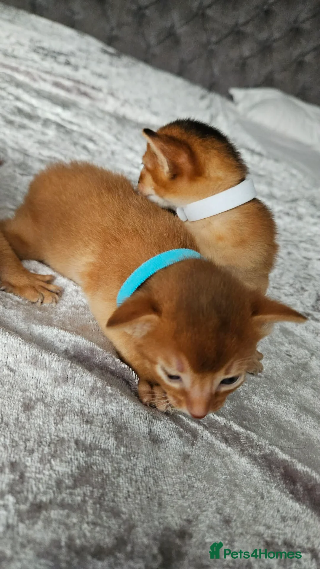 Abyssinian cats for sale: Abyssinian Kittens - Advert 15