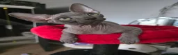 Sphynx cats for sale: FIFe registered stunning Sphynx kittens - Advert 1