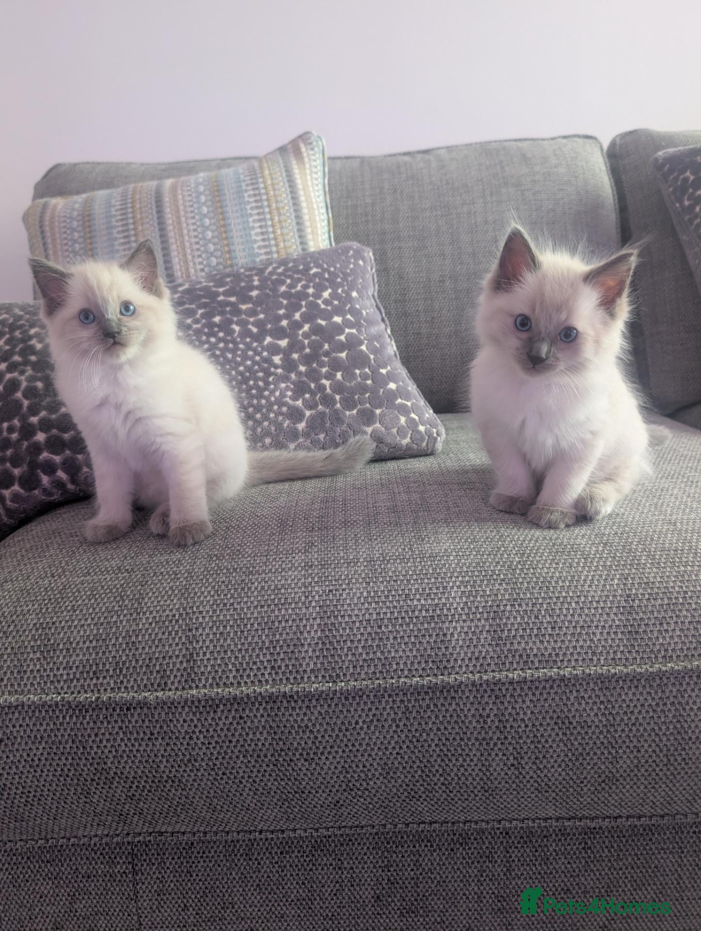 Ragdoll cats ✨🐾 STUNNING BLUE POINT RAGDOLL KITTENS – £600 🐾✨ - Advert 1