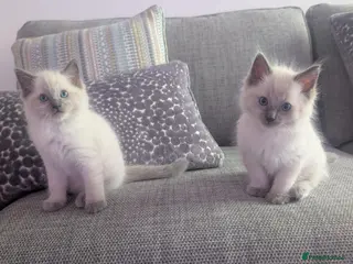 Ragdoll cats ✨🐾 STUNNING BLUE POINT RAGDOLL KITTENS – £600 🐾✨ - Advert 1