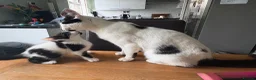 Domestic Shorthair cats for sale: Beautiful kittens for sale  - Advert 4