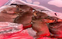 Dachshund dogs for sale: 5 miniature   dachshund  - Image 14
