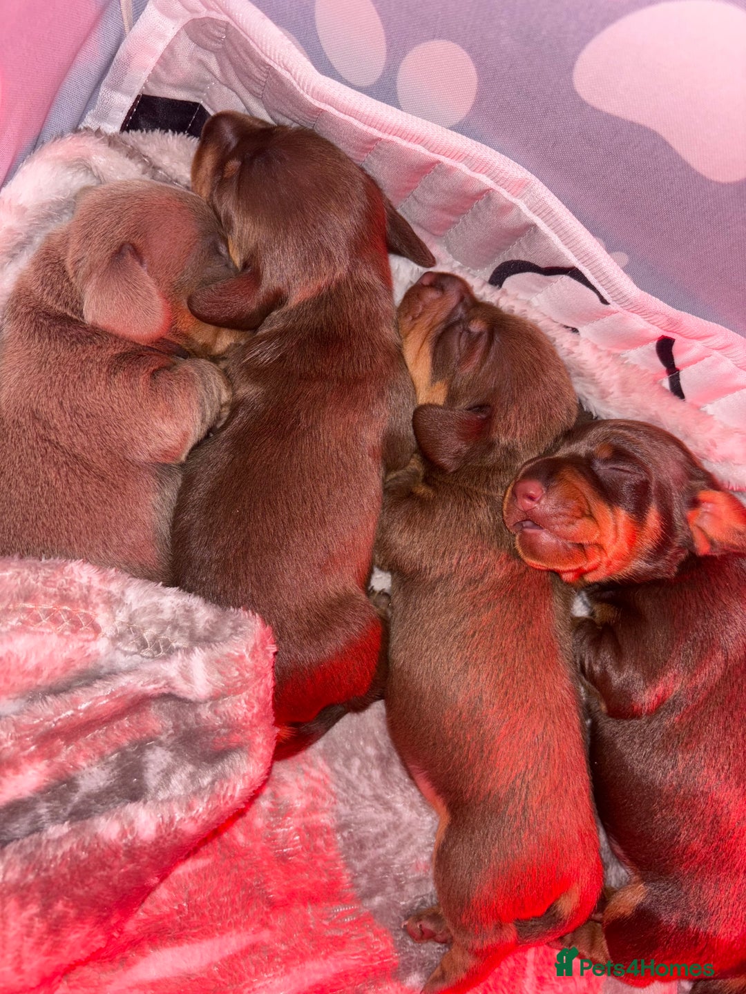 Dachshund dogs for sale: 5 miniature   dachshund  - Image 14