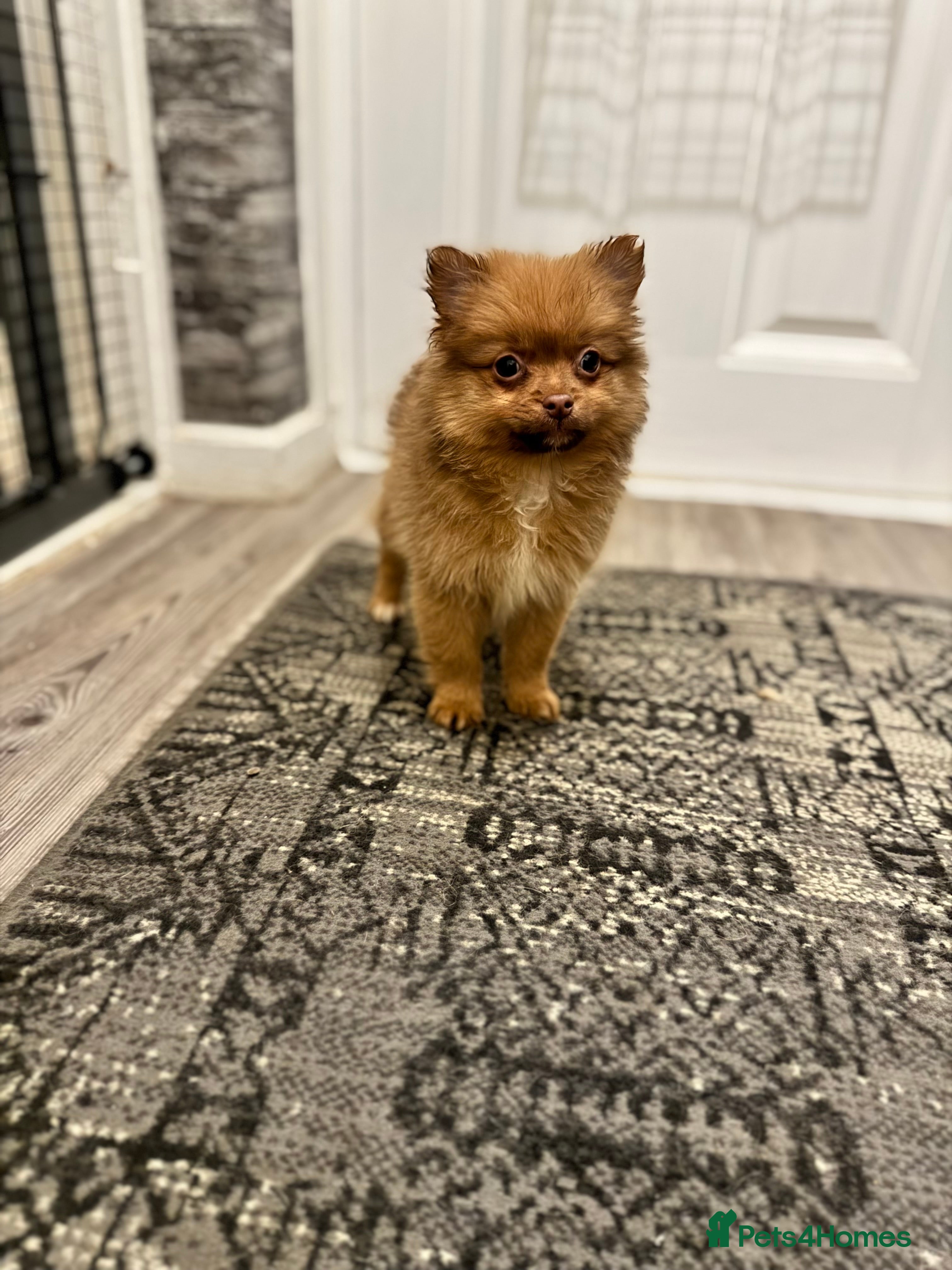 Pomeranian dogs ✨🐶One BOY Adorable Pomeranian Puppy 🐶✨ - Advert 6