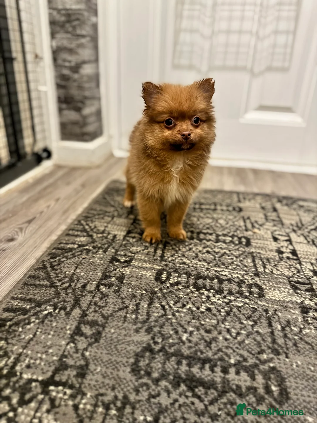 Pomeranian dogs for sale: ✨🐶One BOY Adorable Pomeranian Puppy 🐶✨ - Advert 1