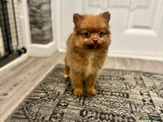 Pomeranian dogs ✨🐶One BOY Adorable Pomeranian Puppy 🐶✨ - Advert 11
